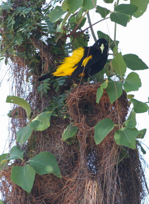 Yellow-rumped Cacique Cacicus c. cela Puna Lodge Pantanal 20111121.jpg
