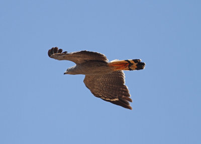 Crane Hawk Geranospiza caerulescens ad Cuiaba River Pantanal 20111121.jpg