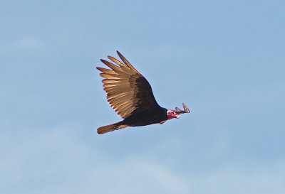 Turkey Vulture Cathartes aura Cuiaba River Pantanal 20111121.jpg