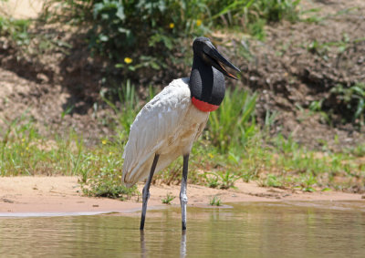 Jabiru Jabiru mycteria Cuiaba River Pantanal 20111121.jpg