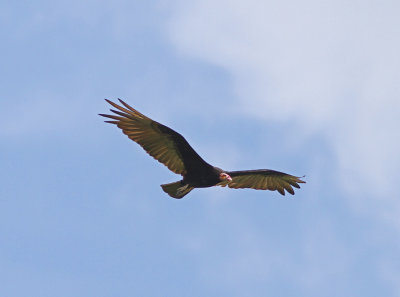 Lesser Yellow-headed Vulture Cathartes burrovianus urubitinga Puma Lodge Pantanal 20111121a.jpg