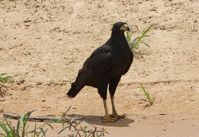 Great Black-Hawk Buteogallus urubitinga ad Cuiaba river Pantanal 20111121.jpg