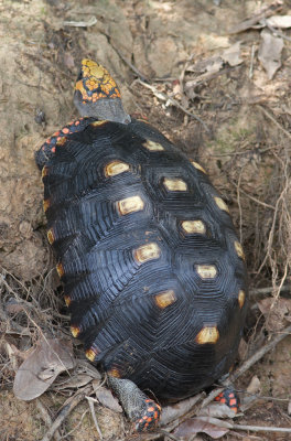 Yellow-spotted River Turtle Podocnemis unifilis Cuiaba River Pantanal 20111121a.jpg