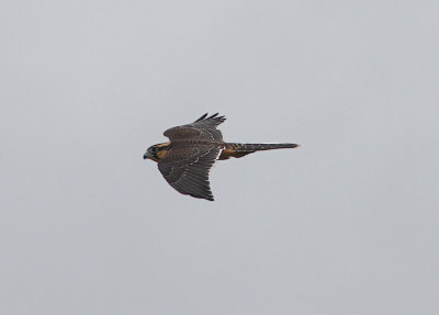 Aplomado Falcon Falco femoralis 1 cy Puma Lodge Pantanal 20111122.jpg