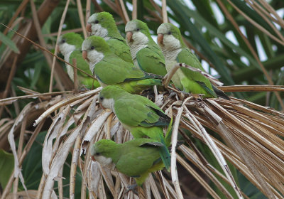 Monk Parakeet Myiopsitta monachus Puma Lodge Pantanal 20111122.jpg