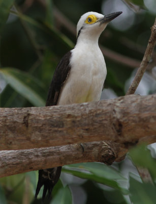 White Woodpecker Melanerpes candidus Puma Lodge Pantanal 20111122.jpg