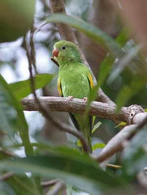 Yellow-chevroned Parakeet Brotogeris c chiriri Piuval Pantanal 20111122.jpg