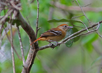 Natterers Slaty-Antshrike Thamnophilus s. stictocephalus Puma Lodge Pantanal 20111122.jpg