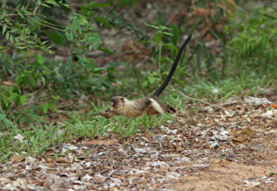 Brown Titi Monkey Callicebus moluoch brunneus Piuval 20111122.jpg