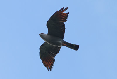 Plumbeous Kite Ictina plumbea Puma Lodge Pantanal 20121122.jpg