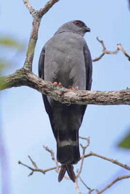 Plumbeous Kite Ictina plumbea Puma Lodge Pantanal 20121122a.jpg