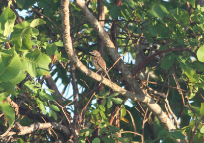 Yellow-chinned Spinetail Chertiaxis cinnamomeus Pluvial Pantanal 20111123.jpg