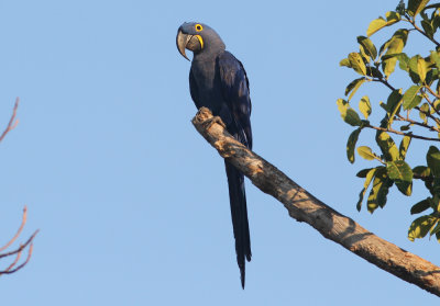 Hyasinth Macaw Anodorhynchus hyacinthinus Pluvial Lodge Pantanal 20111123.jpg