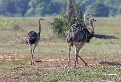 Greater Rhea Rhea americana Piuval Pantanal 20111123 .jpg