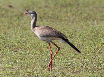 Red-legged Seriema Cariama cristata Piuval Pantanal 20121123.jpg