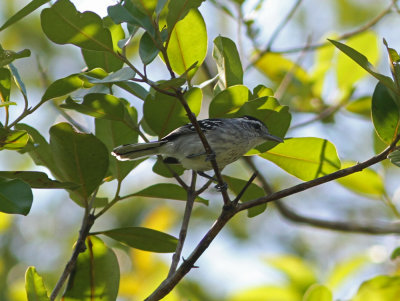 Large-billed Antwren Herpsilochmus longirostris male Piuval Pantanal 20111123.jpg