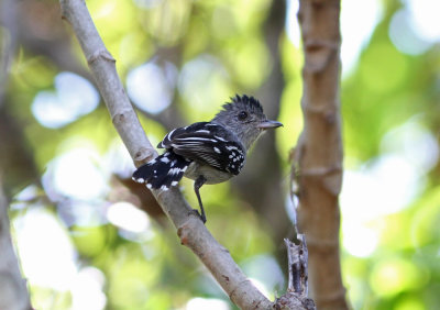 Planalto Slaty-Antshrike Thamnophilus pelzelni male Piuval Pantanal 20111123.jpg