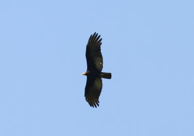 Greater Yellow-headed Vulture Cathartes melambrotus Alta Floresta Amazone Brazil 20111124.jpg