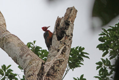Red-necked Woodpecker Campephilus rubricollis olalle male Cristalino, Amazone Brazil 20111125.jpg
