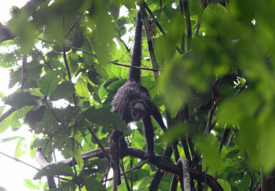 White-whiskered Spider Monkey Ateles marginatus Serra Nova Trail Cristalino 20111125 .jpg