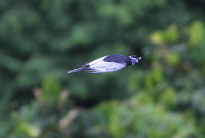 Bare-necked Fruitcrow Gymnoderus foetidus Cristalino, Amazone Brazil 20111125.jpg