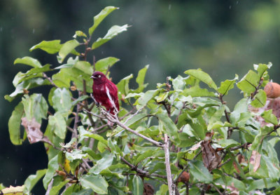 Pompadour Cotinga Xipholena punicea male Cristalino, Amazone Brazil 20111126.jpg