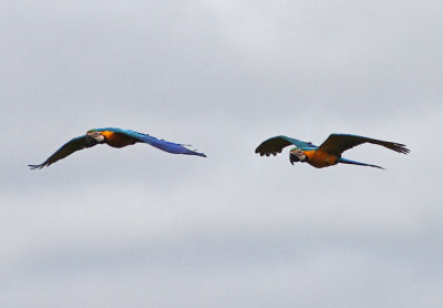 Blue-and-Yellow Macaw Ara ararauna Cristalino, Amazone Brazil 20111126.jpg