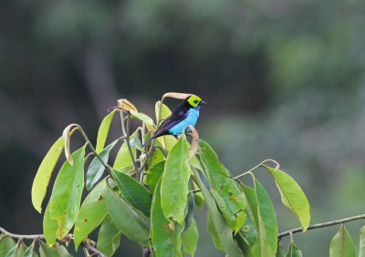 Paradise Tanager Tangara c chilensis Cristalino, Amazone Brazil 20111127.jpg