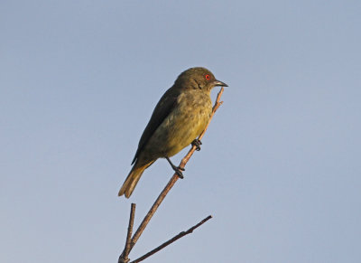 Yellow-bellied Dacnis Dacnis flaviventer female Cristalino, Amazone Brazil 20111127.jpg