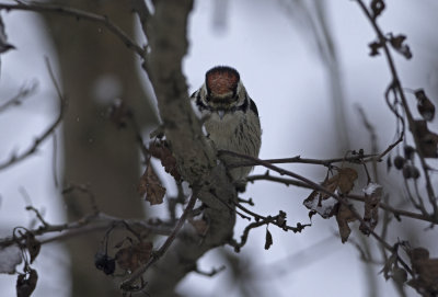 Lesser Spotted Woodpecker Dentrocopos m. minor, Slttng Lomma 121210.jpg