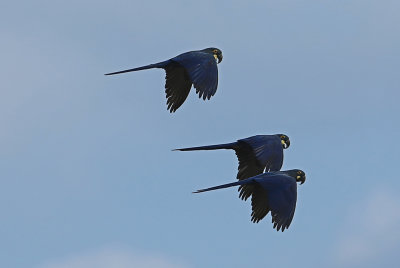 Lears Macaw, Anodorhynchus leari, Canudos Bahia.JPG