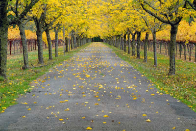 Napa-Gold