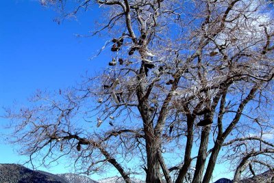 Shoe-Tree