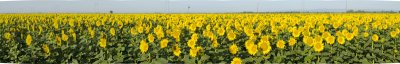 Sunflowers-1
