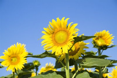 Sunflowers