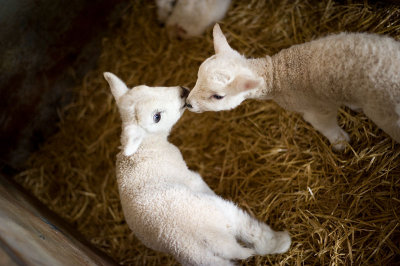 31st March 2013  Easter lambs