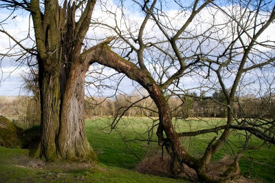 22nd April 2013  lightning tree