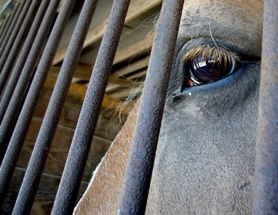 e HP eye prison horse fx-01 ps cs2 P3181.jpg