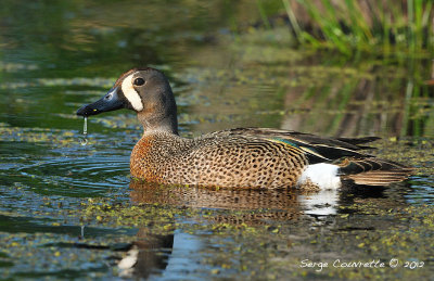 sarcelle_a_ailes_bleues