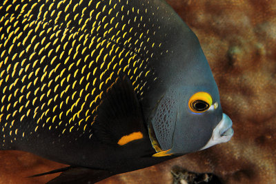 French angelfish