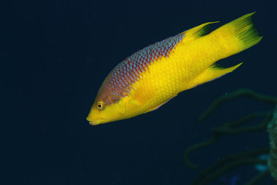 Spanish hogfish