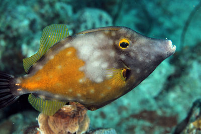 White-spotted filefish