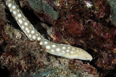 Sharptail eel