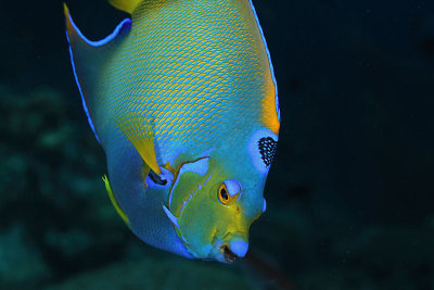 Queen angelfish