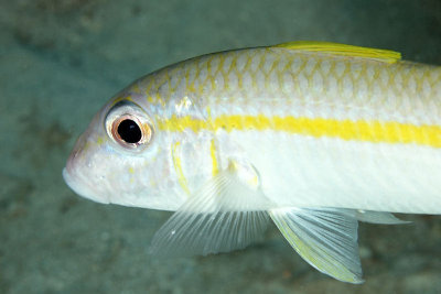 Goatfish