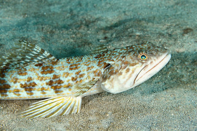 Lizardfish