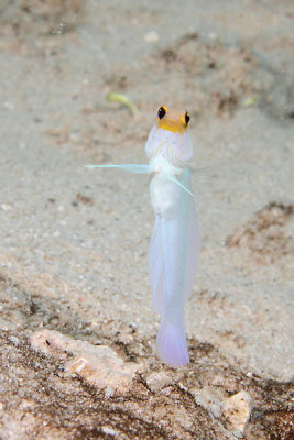 Yellow-head jawfish