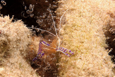 Pederson cleaner shrimp