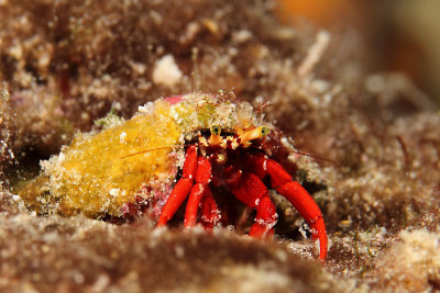 Red hermit crab
