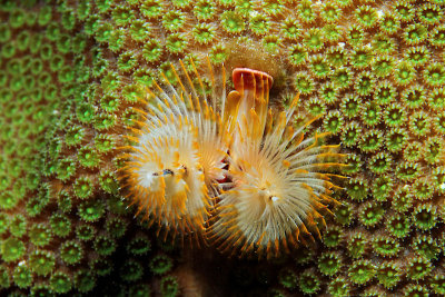 Christmas tree worm